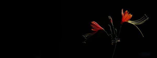 Královna Lily Flower izolovat na černém pozadí — Stock fotografie