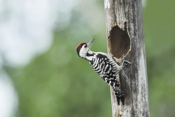 Yeşil bac ağaçkakan (Spot göğüslü ağaçkakan) yuvalama kuş — Stok fotoğraf