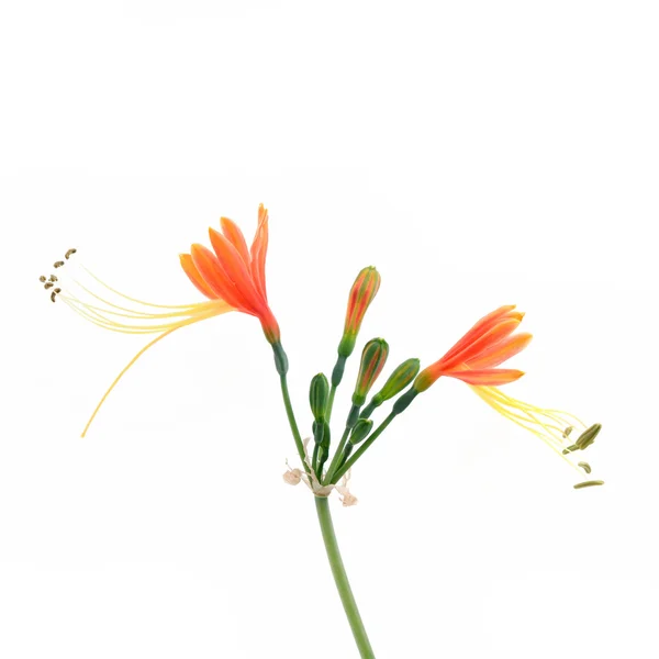 Queen Lily Flower isolate on black background Stock Picture
