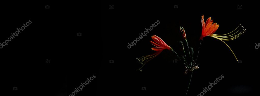 Queen Lily Flower isolate on black background Stock Photo by ©art8MB  69682719
