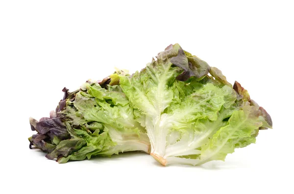 Lechuga fresca mantequilla orgánica primer plano fondo — Foto de Stock