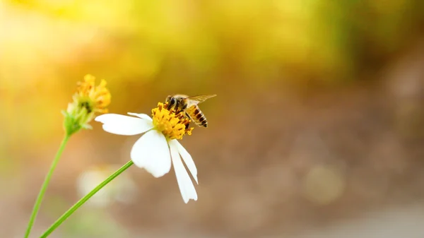 Abelha em flor para fundo — Fotografia de Stock