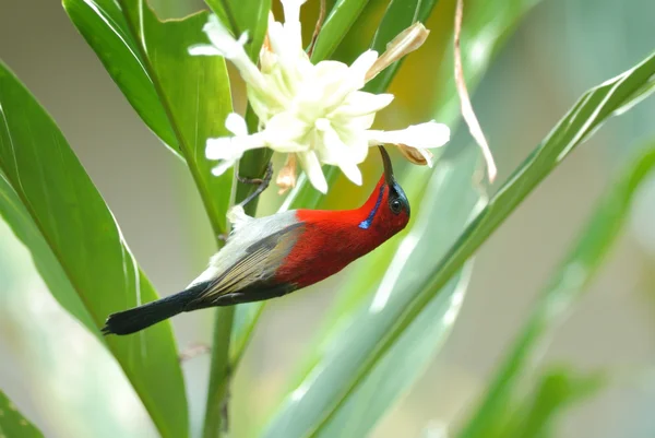 Vakker, rød fugl på den beste pinnen. (Crimson sunbird ) – stockfoto