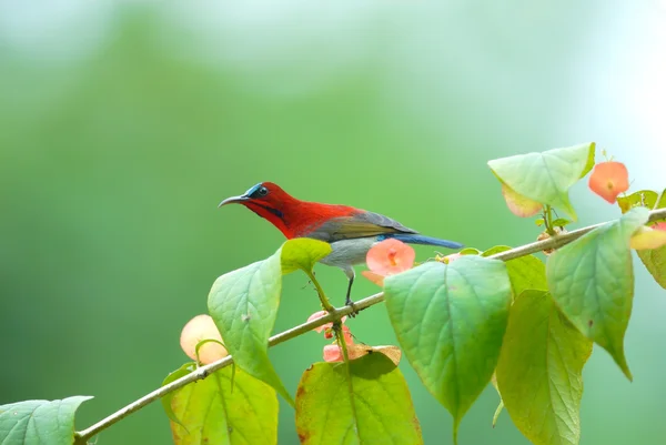 Schöner roter Vogel auf dem besten Barsch. (Purpurroter Sonnenvogel) — Stockfoto