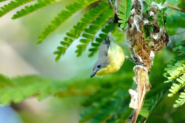 Gerygone vientre dorado, pájaro en el bosque de manglares —  Fotos de Stock