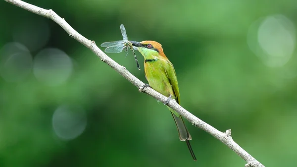 Küçük yeşil arı kuşugiller catch yusufçuk Mount — Stok fotoğraf