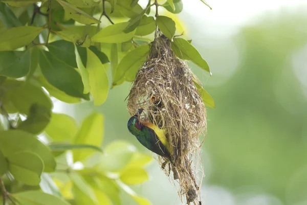 Kuş besleme yiyecek için juvinile yuvaya (küçük yeşil arı kuşugiller) — Stok fotoğraf