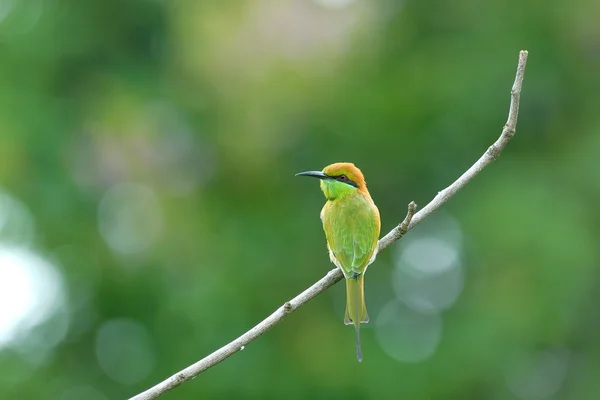 Schöner grüner Vogel auf bestem Barsch (kleiner grüner Bienenfresser)) — Stockfoto