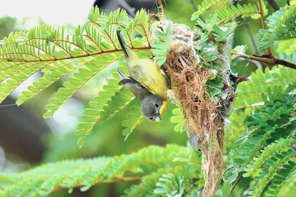 Golden-bellied Gerygone ,Bird in Mangrove forest — Stock Photo, Image