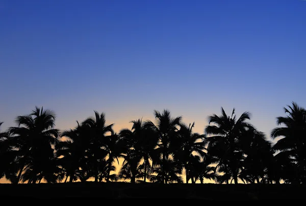 Zonsondergang met silhouet van kokosnoot boom — Stockfoto