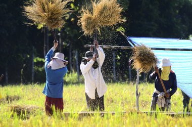 The traditional way of threshing grain in Chiangmai of Thailand. clipart