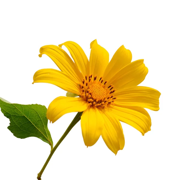 Flor de girasol sobre fondo blanco —  Fotos de Stock