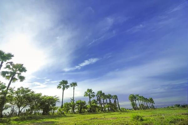 Landschap palmboom in de wilde schermweergave — Stockfoto