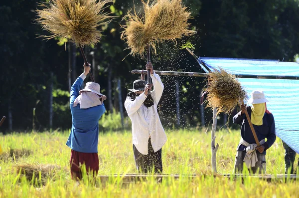 The traditional way of threshing grain in Chiangmai of Thailand. — Stock Photo, Image