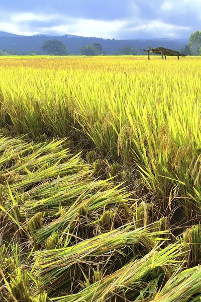 Резка риса в поле "Жатва - это резка зерна для бороны — стоковое фото