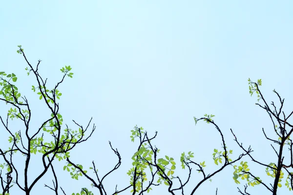 배경으로 나무의 아름 다운 지점 — 스톡 사진