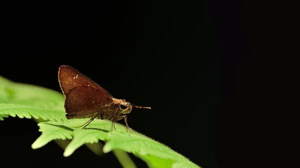 黒の背景に緑の葉に止まった蝶を分離します。 — ストック写真