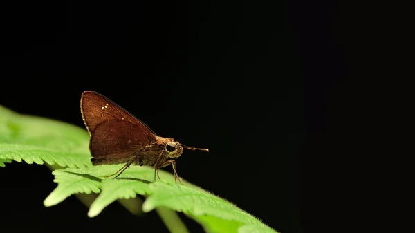 Mariposa posada sobre hojas verdes aislada sobre fondo negro — Foto de Stock