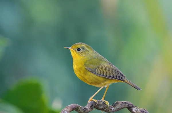 Fågel gyllene Bush Robin. Fågel på den vackra Abborren — Stockfoto