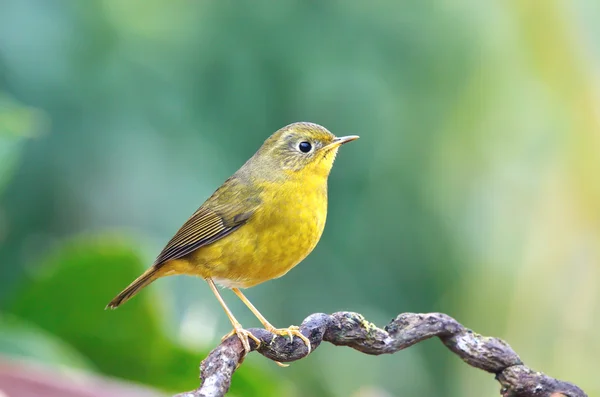 Bird Golden Bush Robin. Pájaro en la hermosa percha —  Fotos de Stock