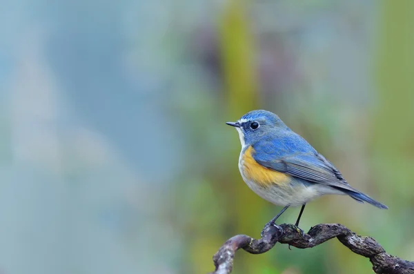 Ptak otoczona pomarańczowy ptak Bush-Robin na piękny okoń — Zdjęcie stockowe