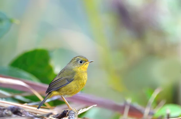 Bird Golden Bush Robin. Pájaro en la hermosa percha —  Fotos de Stock