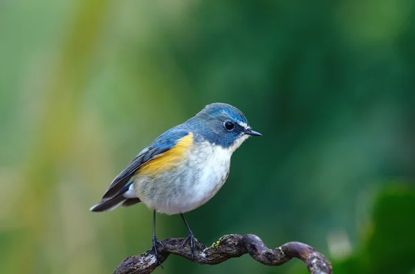 Pájaro de flanco anaranjado Bush-Robin Bird en la hermosa percha —  Fotos de Stock