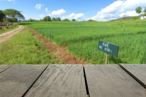 Desfoque e desfoque imagem de madeira terraço e campo de arroz verde e uso de fundo céu azul — Fotografia de Stock