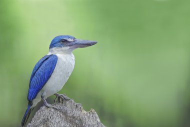 Güzel kuş (yakalı Kingfisher) üzerinde en iyi kepek tıraşlama