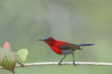 Dalda tıraşlama Beautiful (Kızıl sunbird)