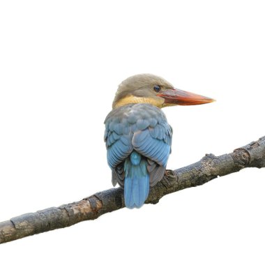 (Leylek gagalı Kingfisher) Dal isol üzerinde tünemiş güzel kuş