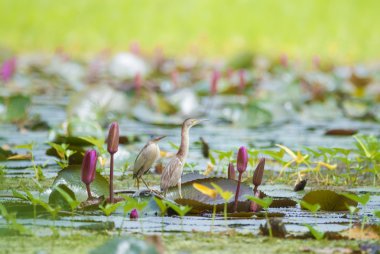 Kuş (sarı Bittern(Ixobrychus sinensis)) ve Juvenil kuş fin