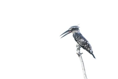 Güzel kuş (alaca yalıçapkını) ahşap üzerinde tıraşlama