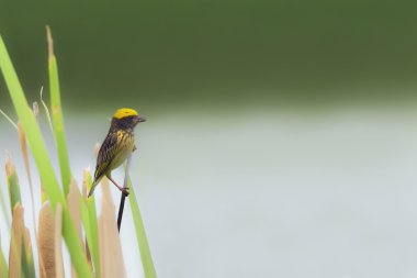 Güzel kuş (çizgili weaver) çimenlerin üzerinde tıraşlama