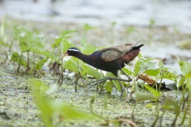 Gölde yürümeye kuş (bronz kanatlı jasana)