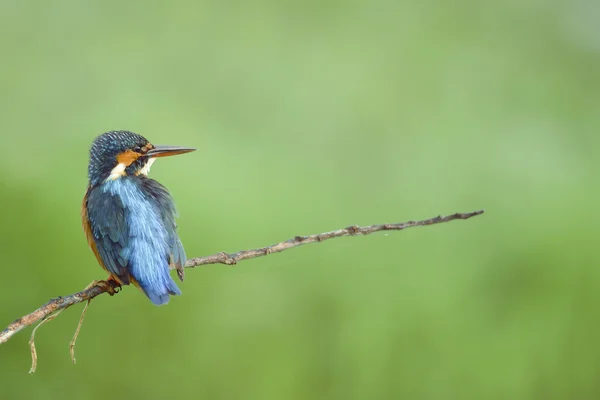 Bird (Common Kingfisher) perching on beautiful branch and green — Stock Photo, Image