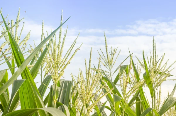 Sweet Corn field and flower with bee against summer sun for background usage — Stock Photo, Image