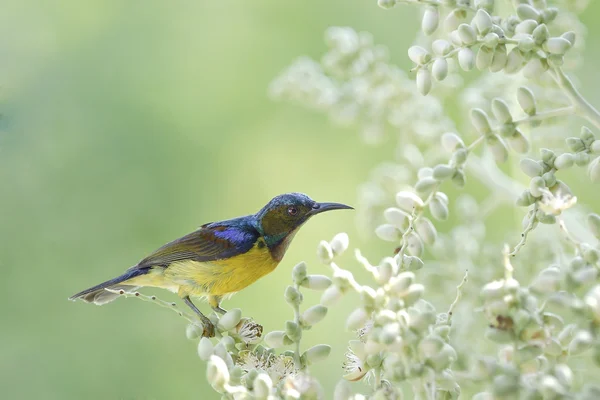 Brown gerdanlı sunbird kuş emmek çiçek nektarı — Stok fotoğraf