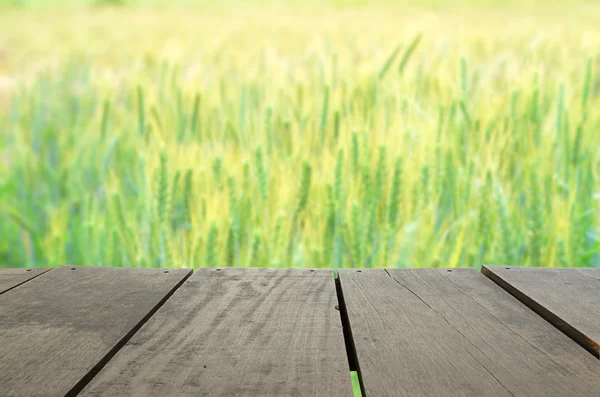 Defocused and blur image of wood terrace Barley rice field for b — Stock Photo, Image