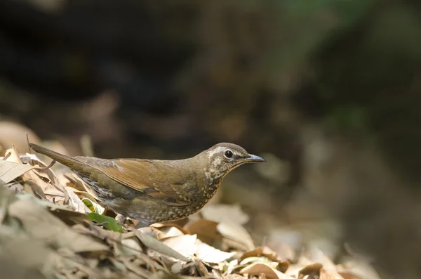 Mooie vogel (Siberische spruw) vinden wat te eten op grond — Stockfoto