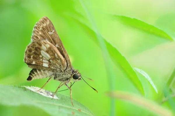 Motyl (Moores Ace) w widoku z boku jako pływające — Zdjęcie stockowe