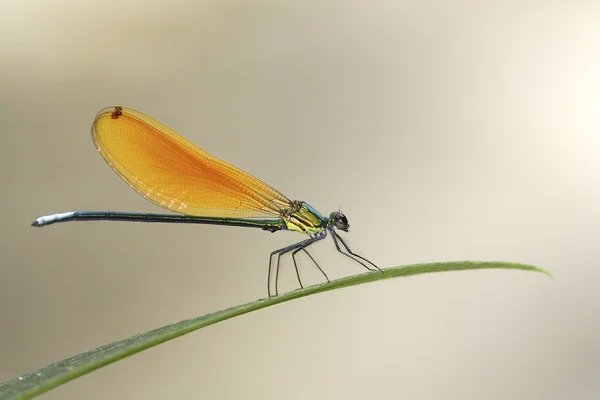 Libélula bonita em folhas verdes — Fotografia de Stock