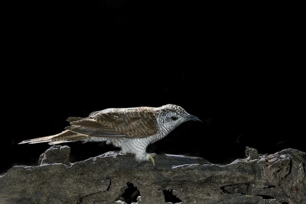 Uccello (Banded Bay Cuckoo) appollaiato su un bellissimo ramo — Foto Stock
