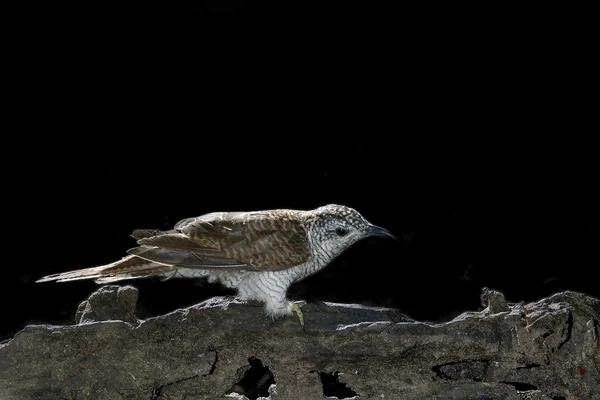 Pájaro (cuco de la bahía de Banded) posado en una hermosa rama —  Fotos de Stock