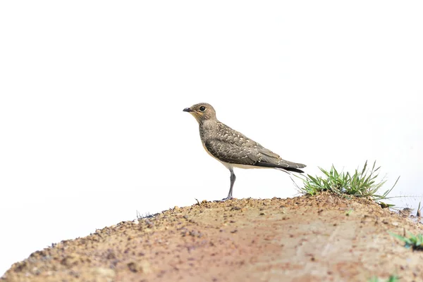 Aves (Pratincole Oriental) Aves juveniles de pie sobre la arena —  Fotos de Stock