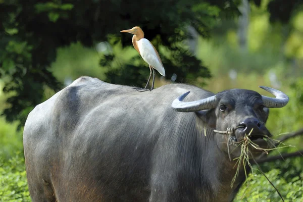 Aves (garza bovina) posadas sobre búfalos — Foto de Stock