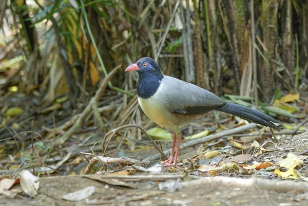 Cuco de tierra con pico de coral. Hermoso pájaro en la tierra —  Fotos de Stock