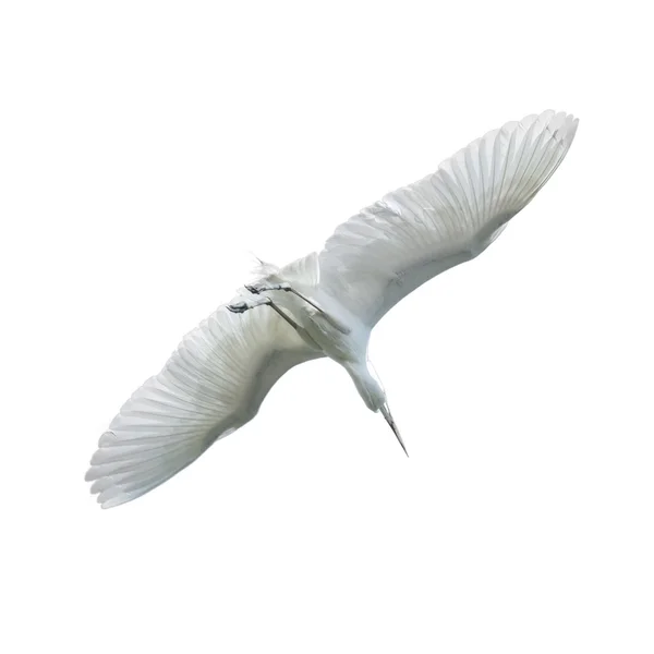 Egret belo pássaro branco voando no céu isolado no branco b — Fotografia de Stock
