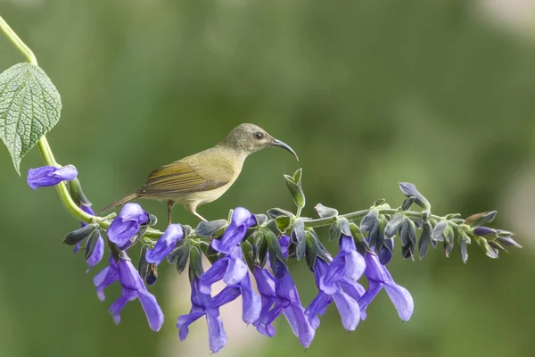 Bel oiseau (Sunbird à gorge noire) perché sur la fleur — Photo