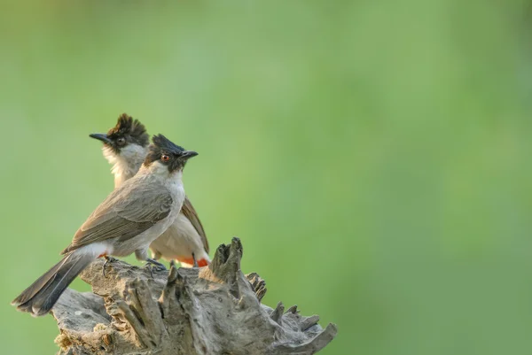 Pájaro (bulbul cabeza hueca) posado en una hermosa rama —  Fotos de Stock